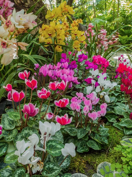 Färgglada orkidé blomma i trädgården — Stockfoto