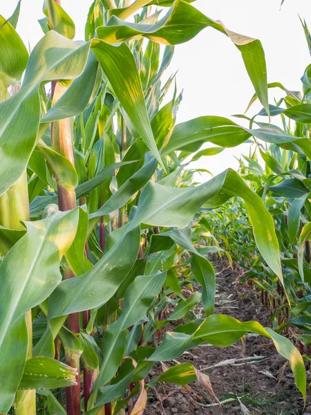 Campo di mais, produzione di semi di mais sul campo in azienda — Foto Stock