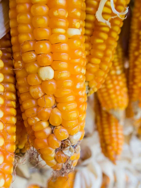 Fungi diseases in corn postharvest. — Stock Photo, Image