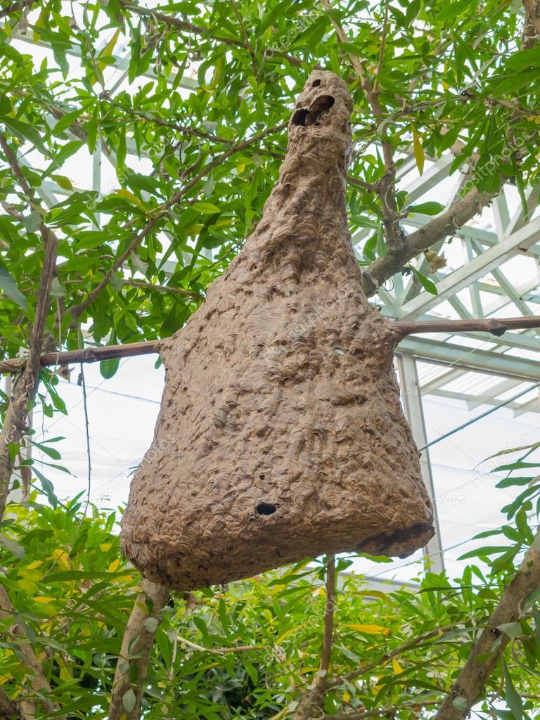 Wasp nest on tree in graden