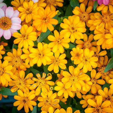Beautiful yellow Narrowleaf Zinnia or Classic Zinnia flowers, ba clipart