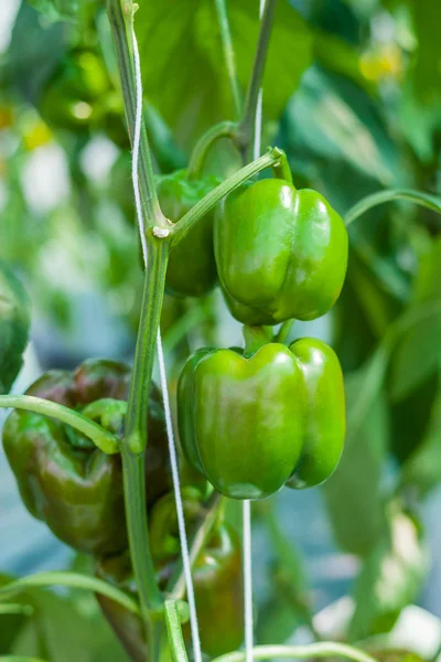 Pimienta verde dulce en invernadero — Foto de Stock