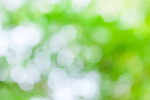 Groene blad boken vervagen voor natuurlijke achtergrond — Stockfoto