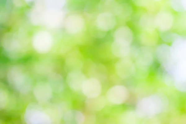 Green leaf boken blur for natural background — Stock Photo, Image