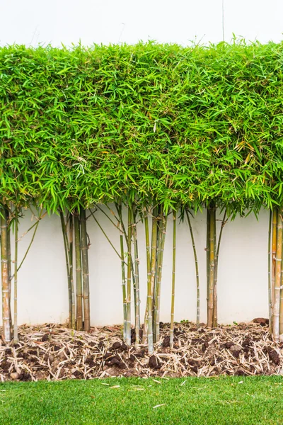 Бамбуковое растение и зеленый травяной фон в саду — стоковое фото