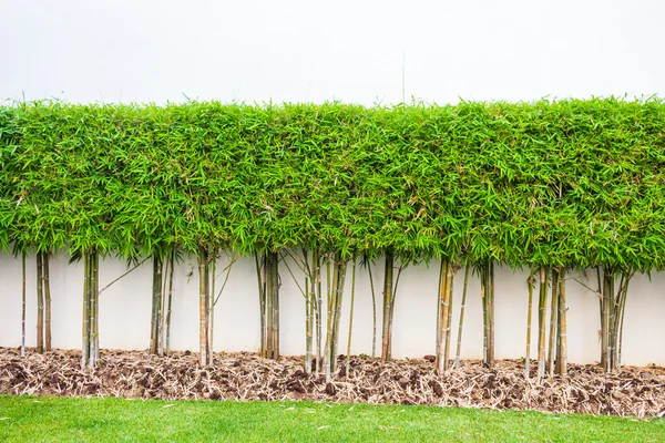 Бамбуковое растение и зеленый травяной фон в саду — стоковое фото