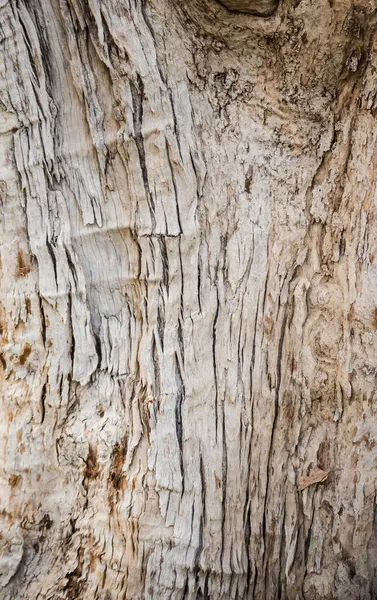Madera de corteza de árbol textura y fondo de cerca — Foto de Stock