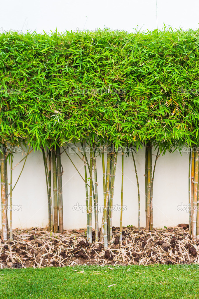 Bamboo plant wall Bamboo plant and green grass wall background in