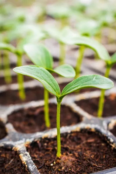 Fechar a planta cultivada de sementes de pepino verde em estufa — Fotografia de Stock