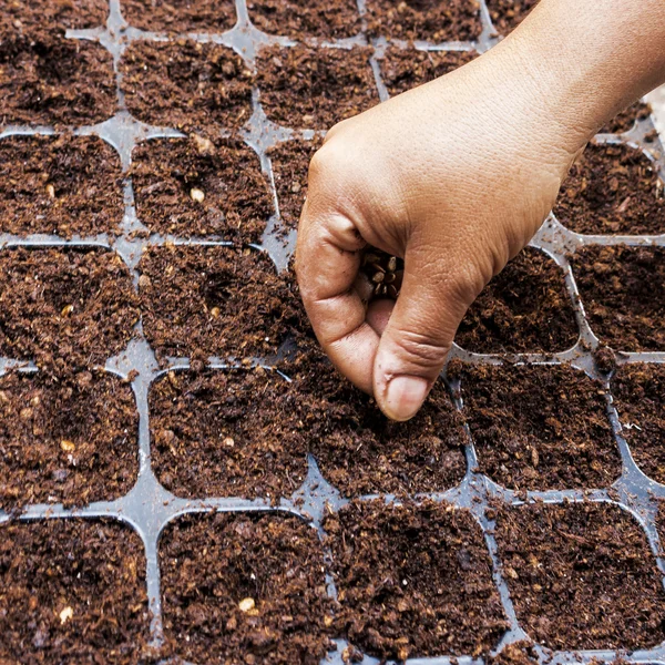 Close up hand woman sowing watermelon seed on tay — Stock Photo, Image