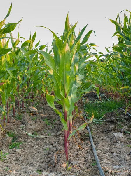Purple corn with irrigation on field — Stock Photo, Image