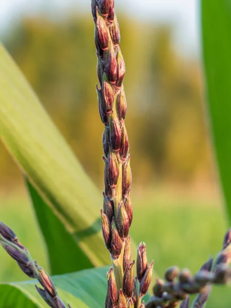 Male flower corn in farm field close up — Stock Photo, Image