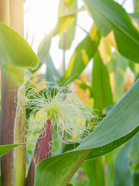 Purple corn with irrigation on field — Stock Photo, Image