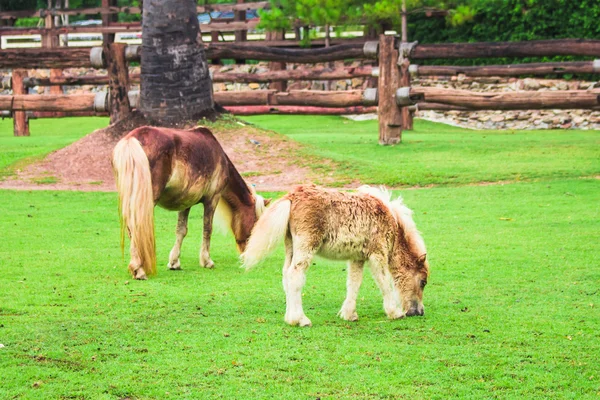 Two horse on field green grass — Stock Photo, Image