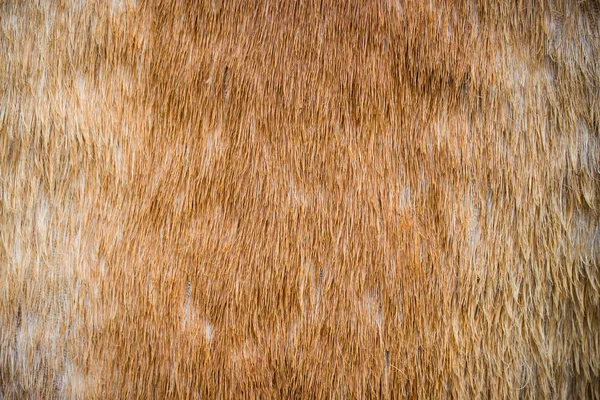 Textura de crina de cavalo e fundo de perto — Fotografia de Stock