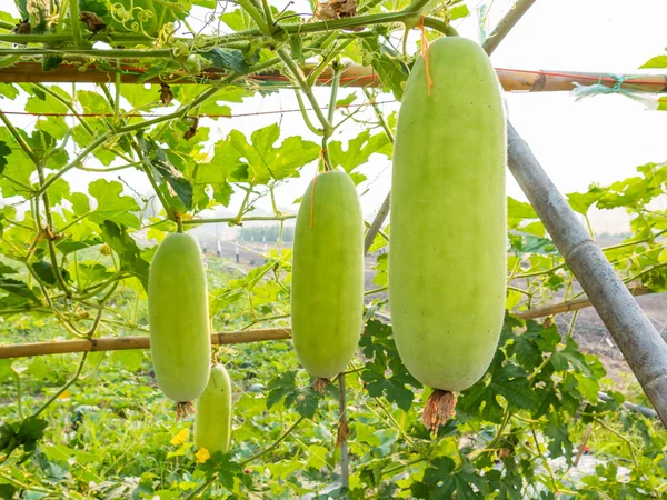 Groene wax kalebas op veld landbouw — Stockfoto