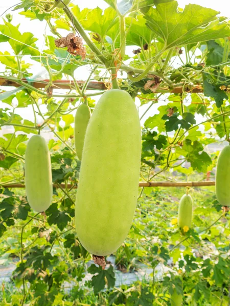 Groene wax kalebas op veld landbouw — Stockfoto