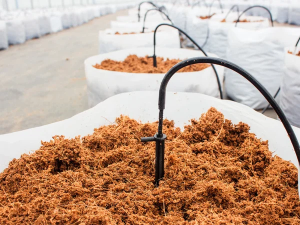 Preparação turfa de coco para cultivo vegetal com gotejamento irriga — Fotografia de Stock