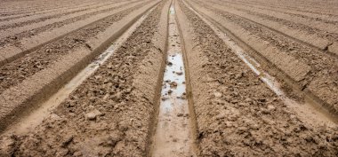 Hazırlık toprak alanda sebze yetiştiriciliği için