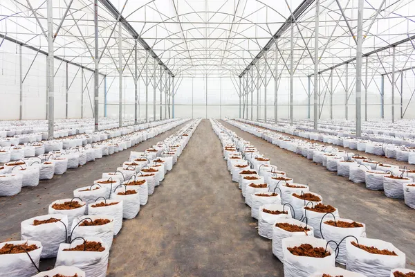 Preparação turfa de coco em estufa para cultivo vegetal — Fotografia de Stock