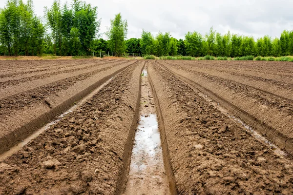 Terreno di preparazione in campo per la coltivazione di ortaggi — Foto Stock