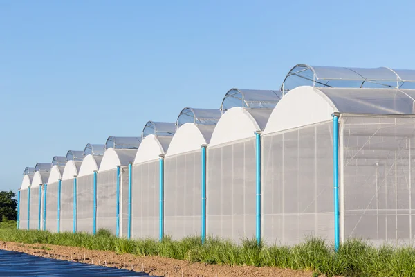 Blick für Gewächshaus mit blauem Himmel und Ackerbau — Stockfoto