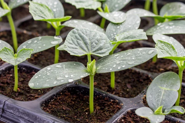 Cucumber seedling on tray in greenhouse. — Stock Photo, Image