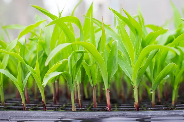 Corn seedling on tray in greenhouse — Stock Photo, Image