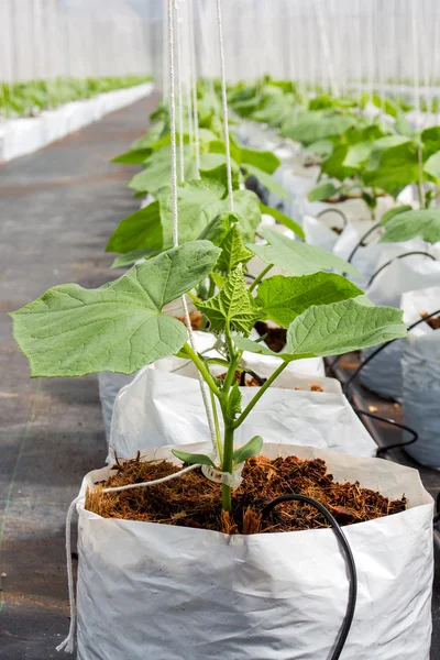 Planta de pepino cultivada en invernadero . — Foto de Stock