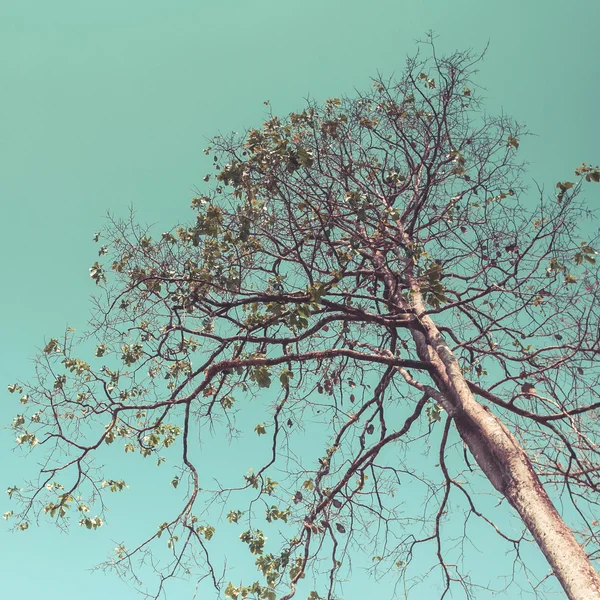 Árbol y cielo para el estilo vintage — Foto de Stock
