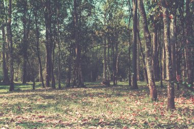 vintage tarzı için ormanda