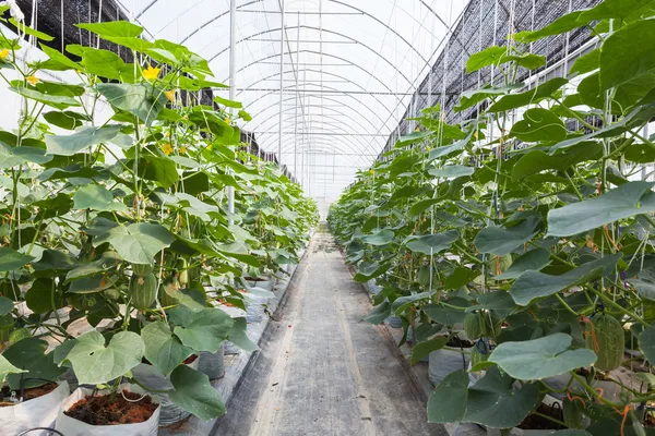 Grüne Gurkenwiese im Gewächshaus. — Stockfoto