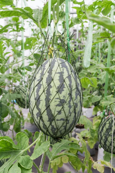 Watermeloen in kas op veld landbouw — Stockfoto