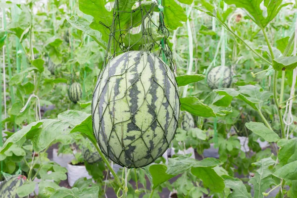 Vattenmelon i växthus på området jordbruk — Stockfoto