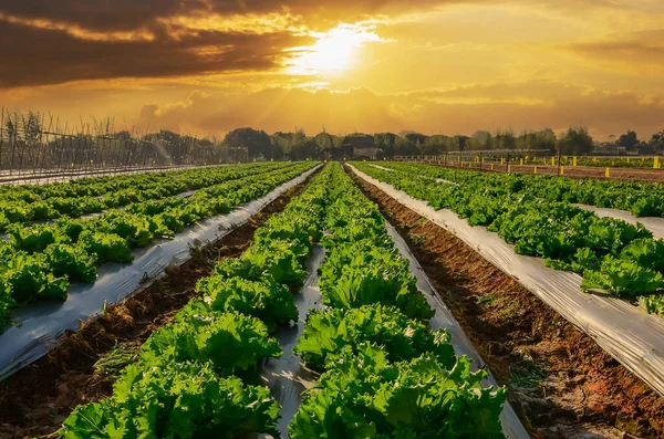 Tarım Endüstrisi Gün Batımında Salata Yetiştiriyorum — Stok fotoğraf