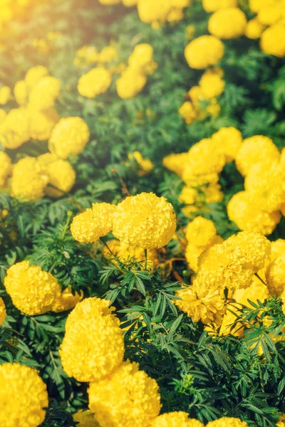 Marigold Kwiaty Słońcu Pole — Zdjęcie stockowe