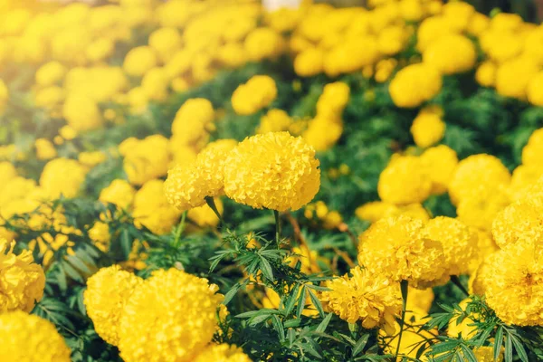 Flores Caléndula Luz Del Sol Campo — Foto de Stock