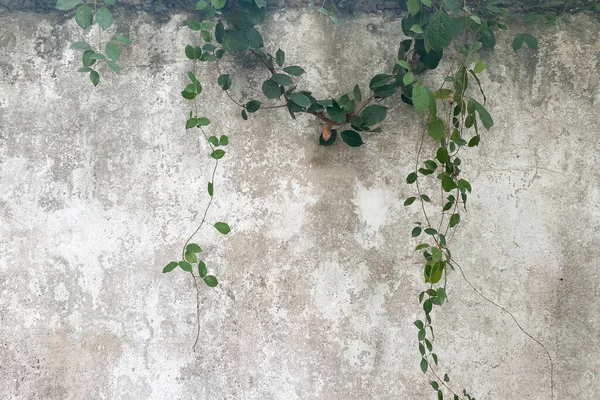 Зеленые Листья Гранж Бетонные Стены Фон Текстура — стоковое фото