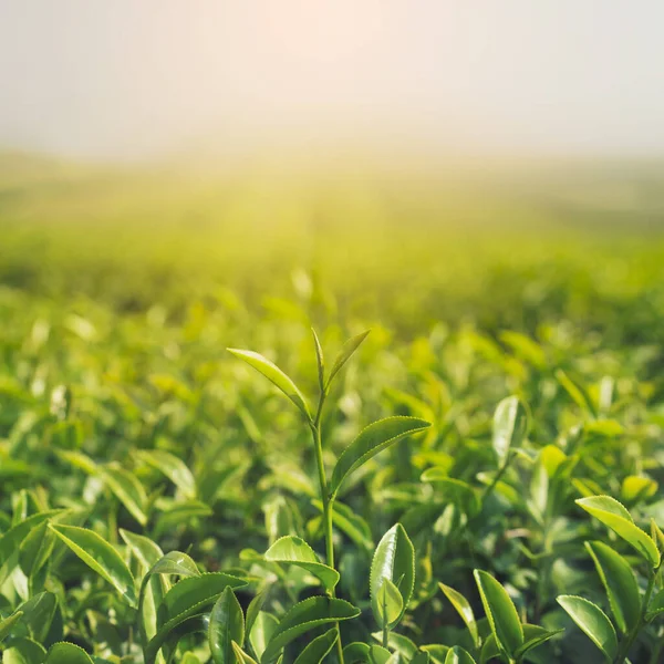 Green Tea Buds Leaves Early Morning Plantation Sunrise — стоковое фото