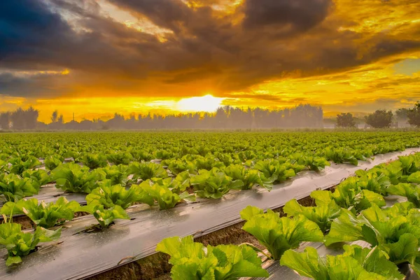 Natural Scene Lettuce Field Sunset Background — Stock Photo, Image