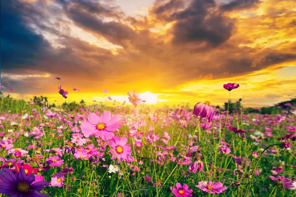 Natural View Cosmos Filed Sunset Garden Background — Foto de Stock