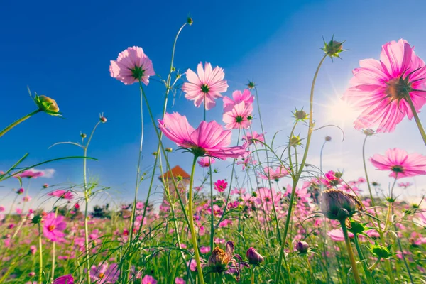 Doğal Görünüm Kozmos Dosyalanmış Günbatımı Bahçe Arka Planında — Stok fotoğraf