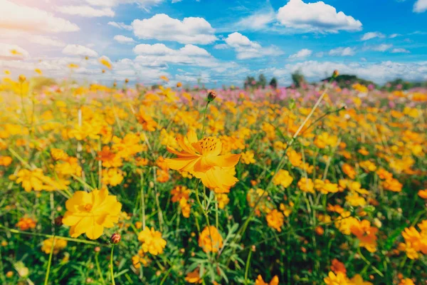 Natural View Cosmos Filed Sunset Garden Background — Zdjęcie stockowe