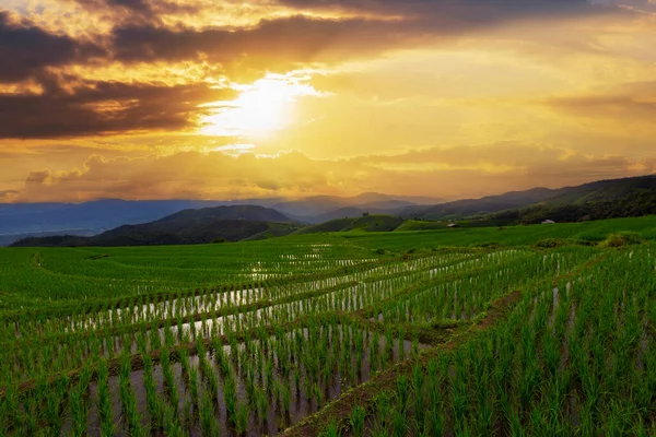 Rice Field Sunset Chiang Mai Ταϊλάνδη — Φωτογραφία Αρχείου