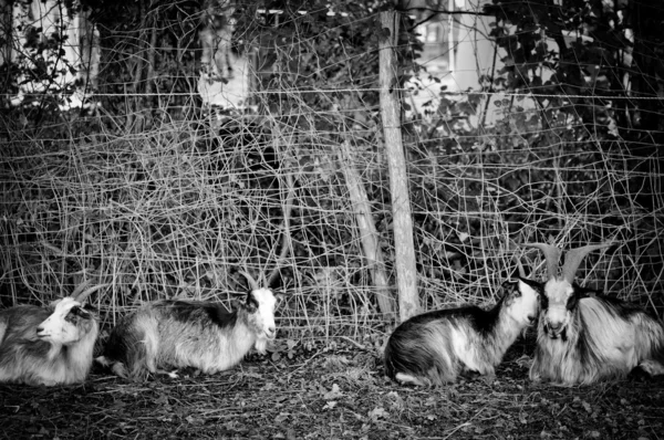Ziegen im Garten in schwarz-weiß — Stockfoto