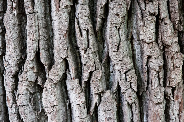 Padrão de casca, fundo da árvore — Fotografia de Stock