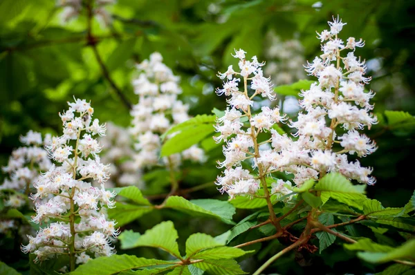 Fiori di castagno — Foto Stock