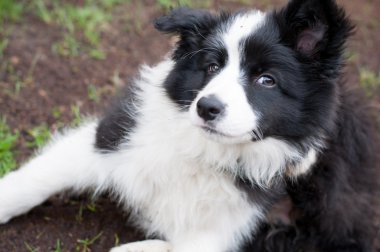 köpek yavrusu kenar kömür ocağı