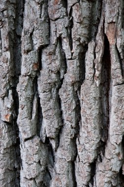 kabuk deseni, ağaç arka plan