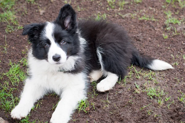 Frontière collie chiot chien — Photo